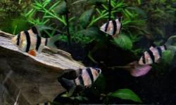 Featured image of post Aquaristik