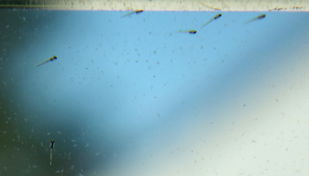 frei schwimmende Jungfische und eine Larve noch am Glas