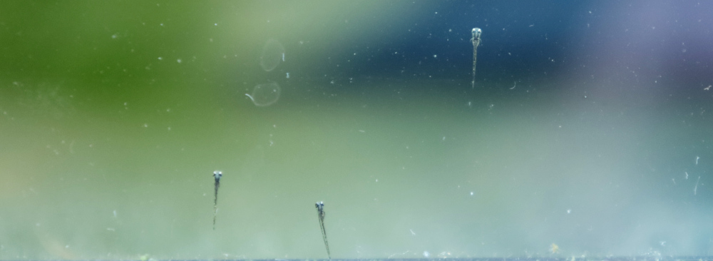 Fischlarven am Glas