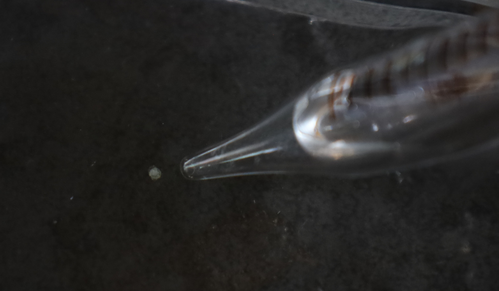 Verpilztes Fischei mit Pipettenspitze