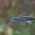 Zebrabärbling Nachzucht