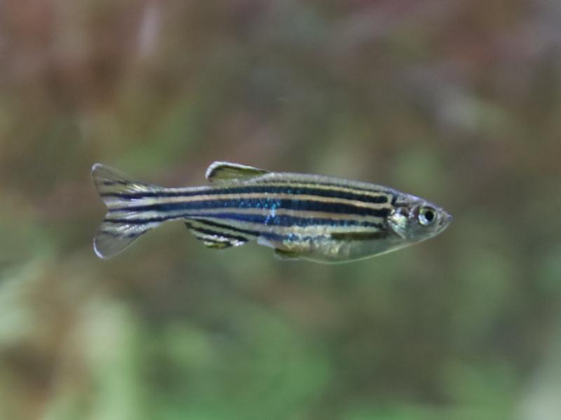 Featured image of post Zebrabärbling Nachzucht